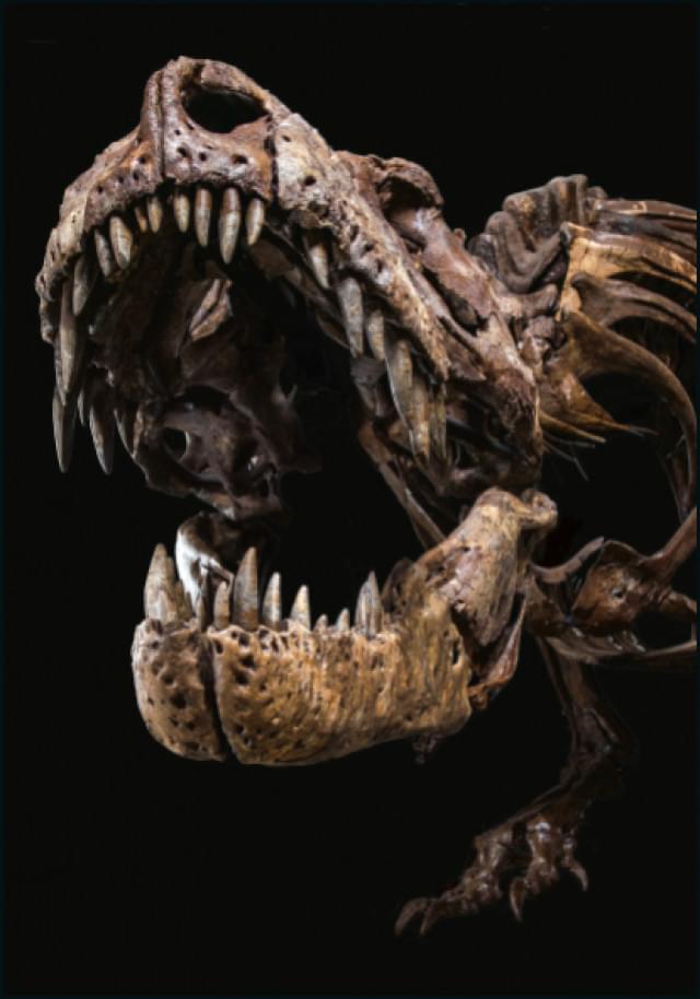T.rex, Naturalis
