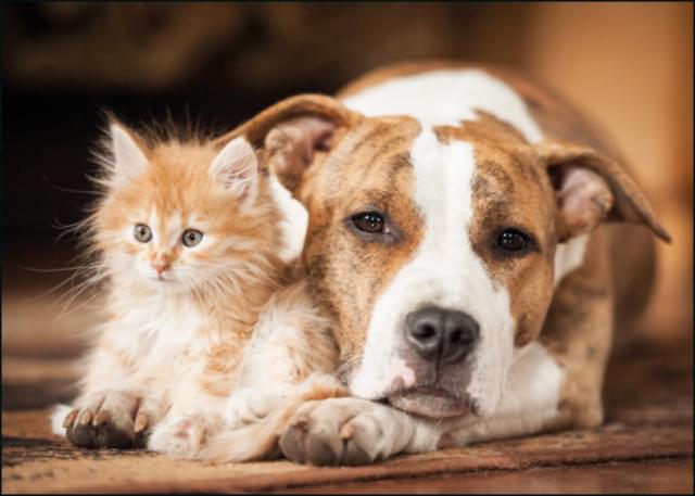 Kat en hond, Dierenbescherming