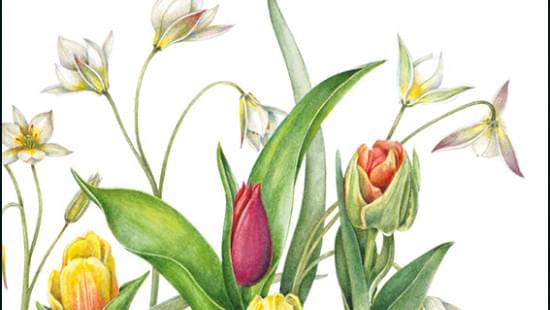 Botanical Flowers, Anita Walsmit Sachs maandkalender 2022