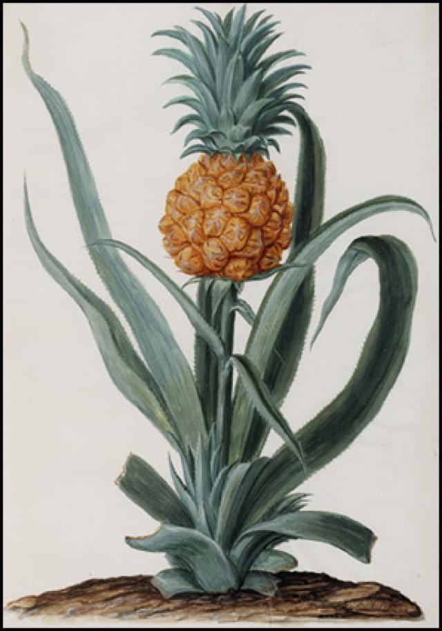 Ananas comusus, Jan Moninckx