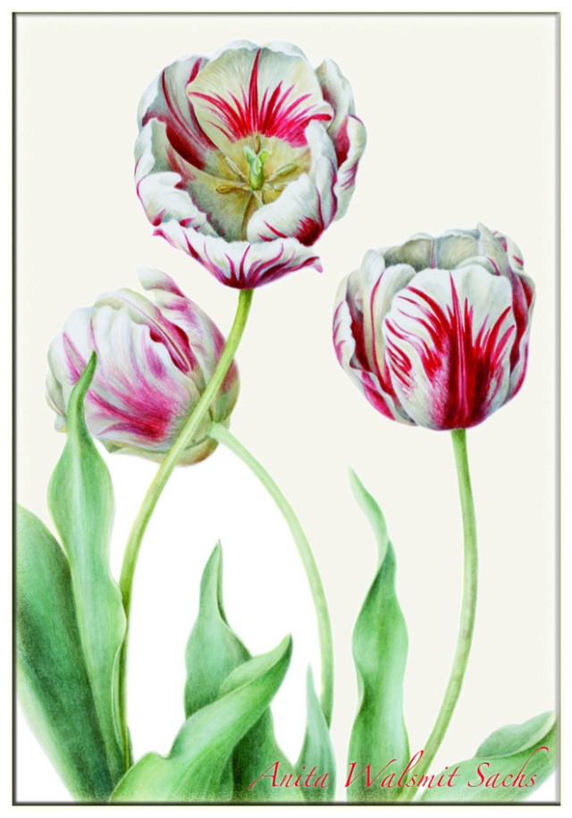 Tulipa 'Teyler', Anita Walsmit Sachs